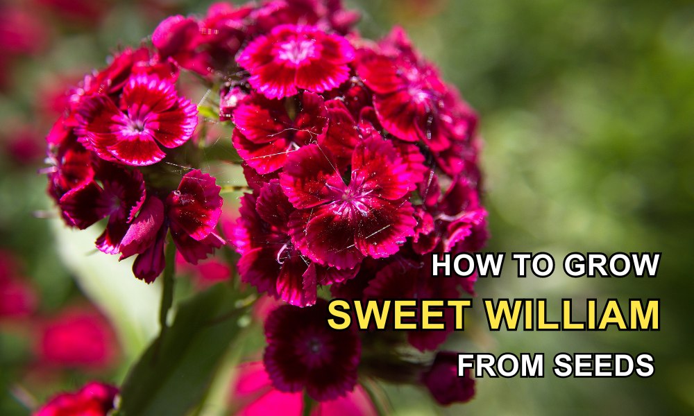 How To Grow Sweet William From Seed In Grow Bags Organicbazar Blog