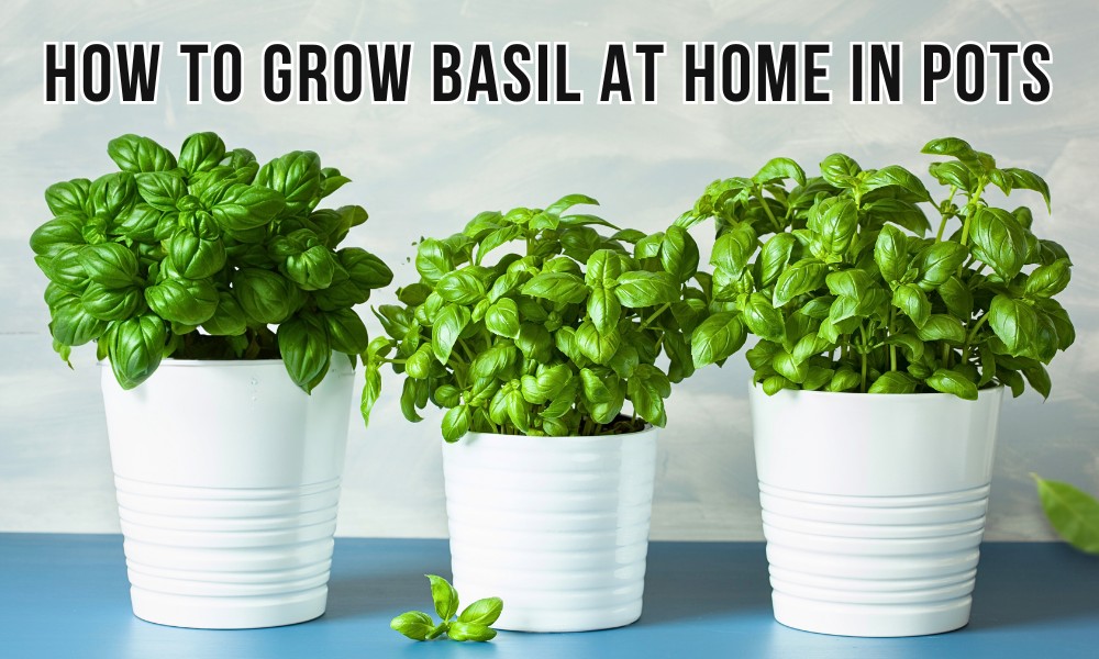 How To Grow Basil At Home In Pots - Organicbazar Blog