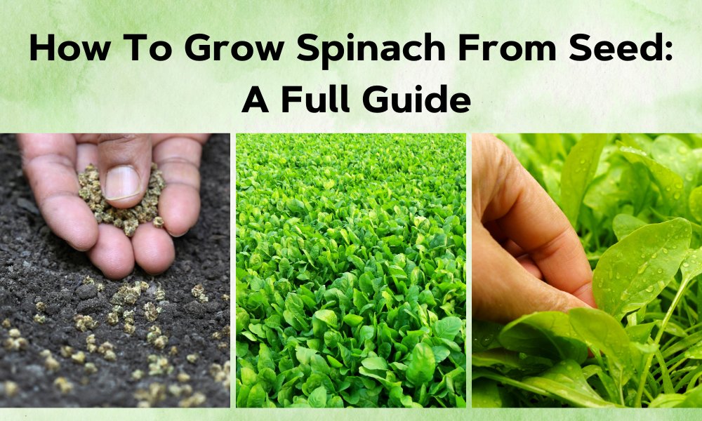 How To Grow Spinach From Seed A Full Guide Organicbazar