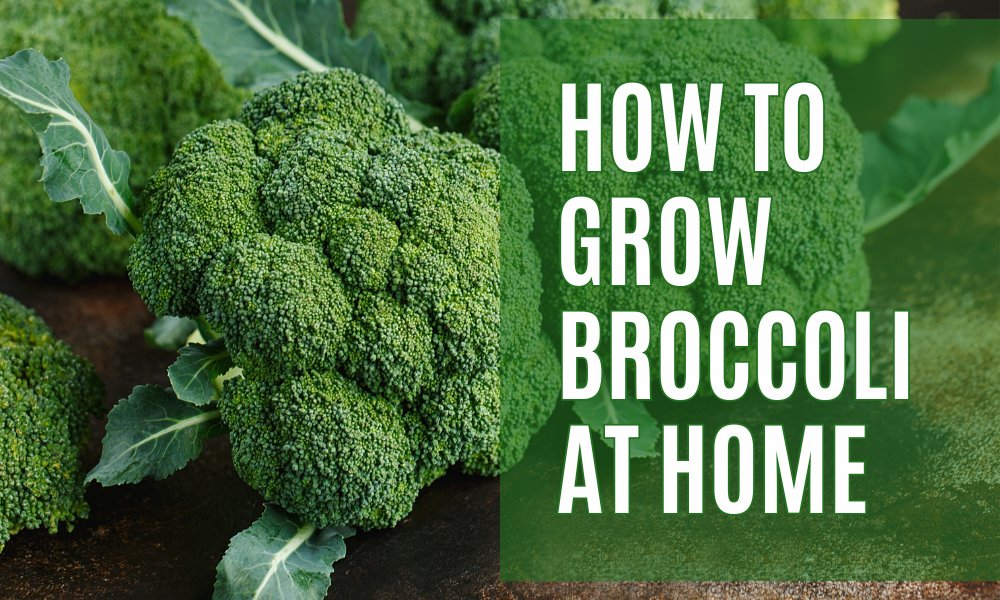 How To Grow Broccoli At Home From Seed Organicbazar Blog
