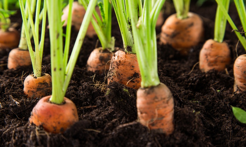 Carrots in a Grow Bag