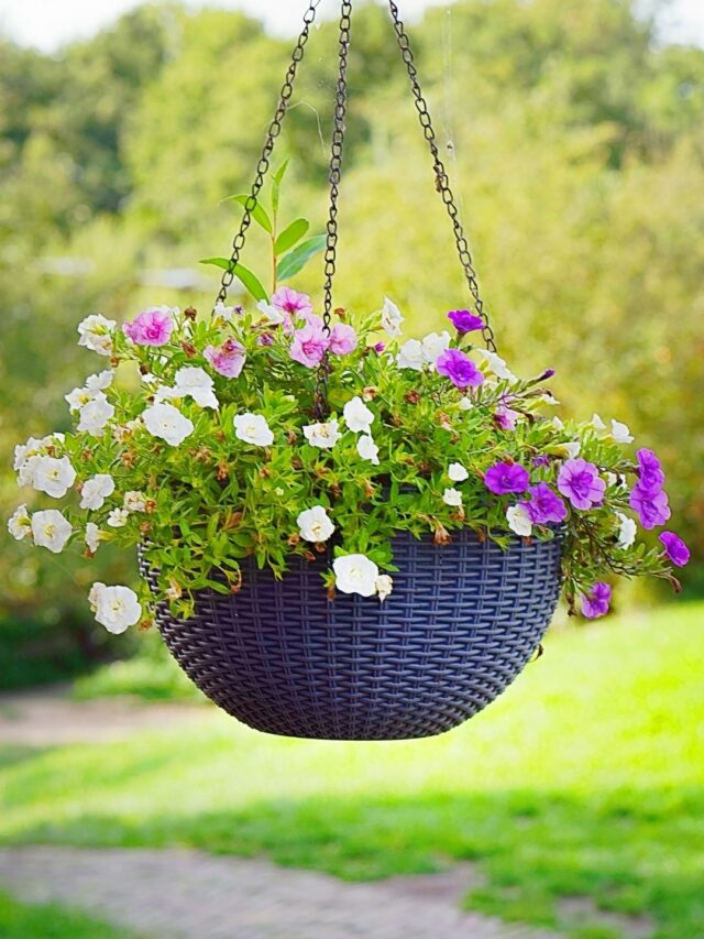 Top 7 Flowering Plants For Hanging Pots! - Organicbazar Blog