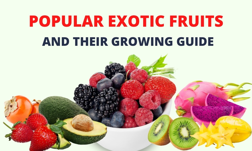 Popular Exotic Fruits in India A Guide To Growing Them In Home Garden Organicbazar Blog