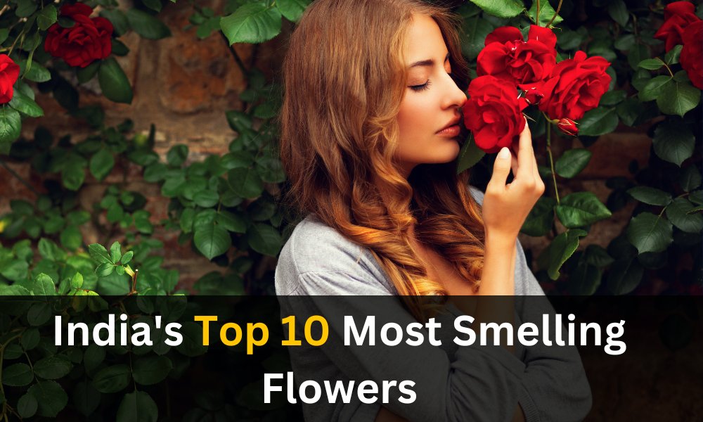 India's Top 10 Most Smelling Flowers Organicbazar Blog