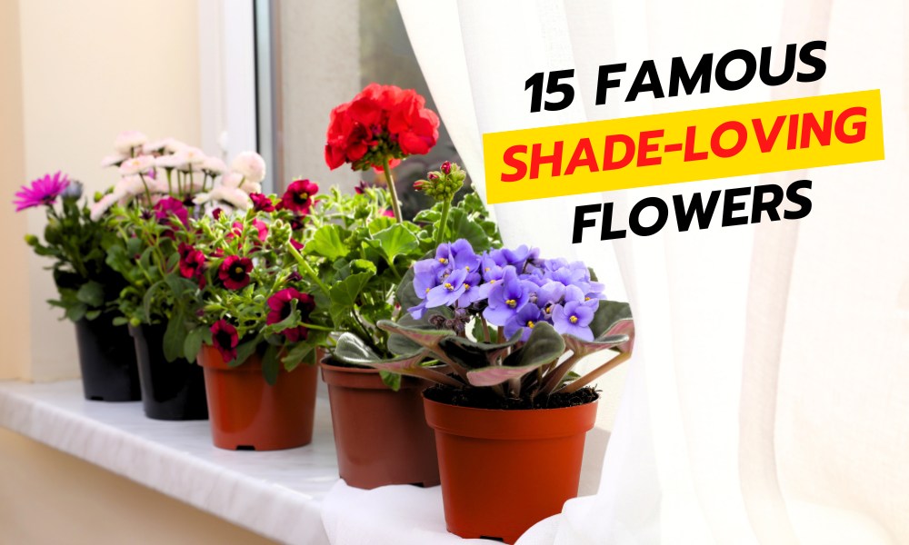15 Famous ShadeLoving Flowering Plants Organicbazar Blog