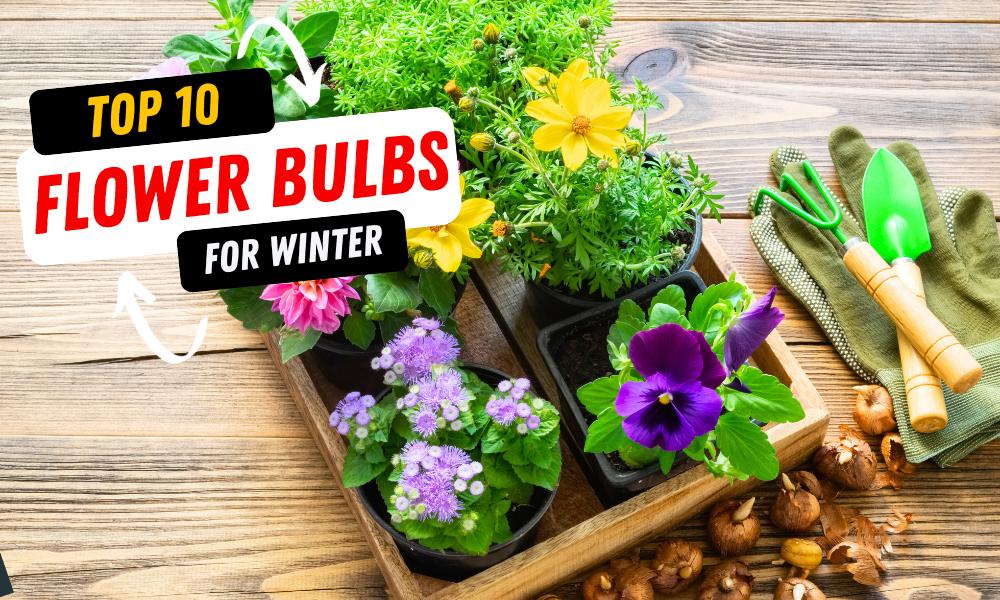 The Top 10 Flower Bulbs to Plant in Winter Organicbazar Blog