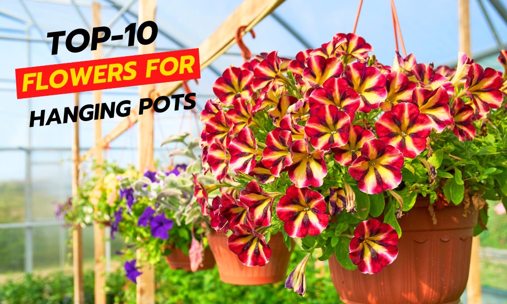 Blooming Beauties The Top Hanging Flower Plants for Your Garden