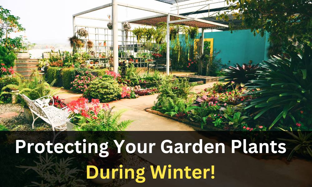 Gardener's Guide to Winter Plant Protection