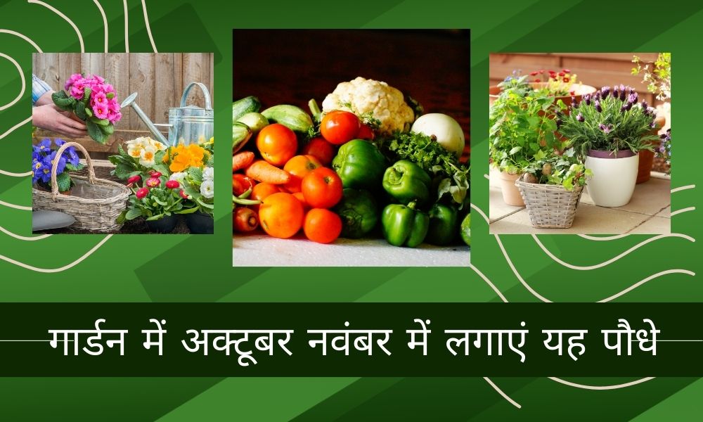 होम गार्डन में अक्टूबर नवंबर में क्या लगाएं - What To Plant In October