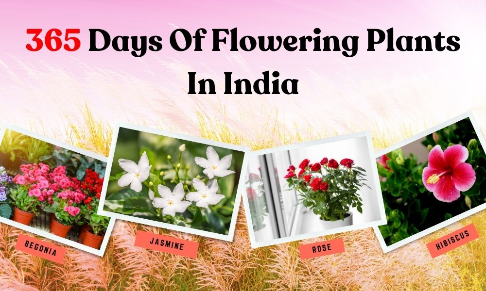 Blooming Bliss 365 Days of Flowering Plants in India