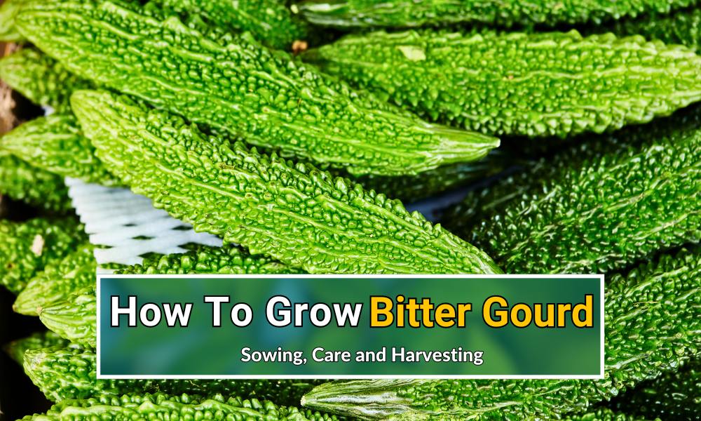 How To Grow Bitter Gourd From Seeds Sowing, Care and Harvesting