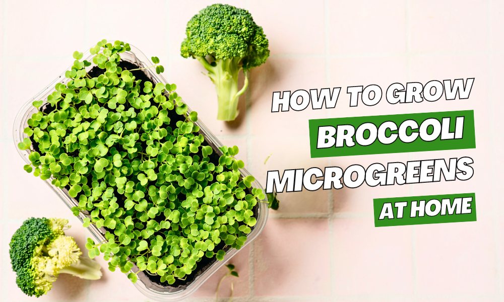 How To Grow Broccoli Microgreens At Home Organicbazar Blog