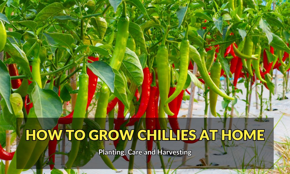 How To Grow Chillies at Home In Pots Planting, Care and Harvesting