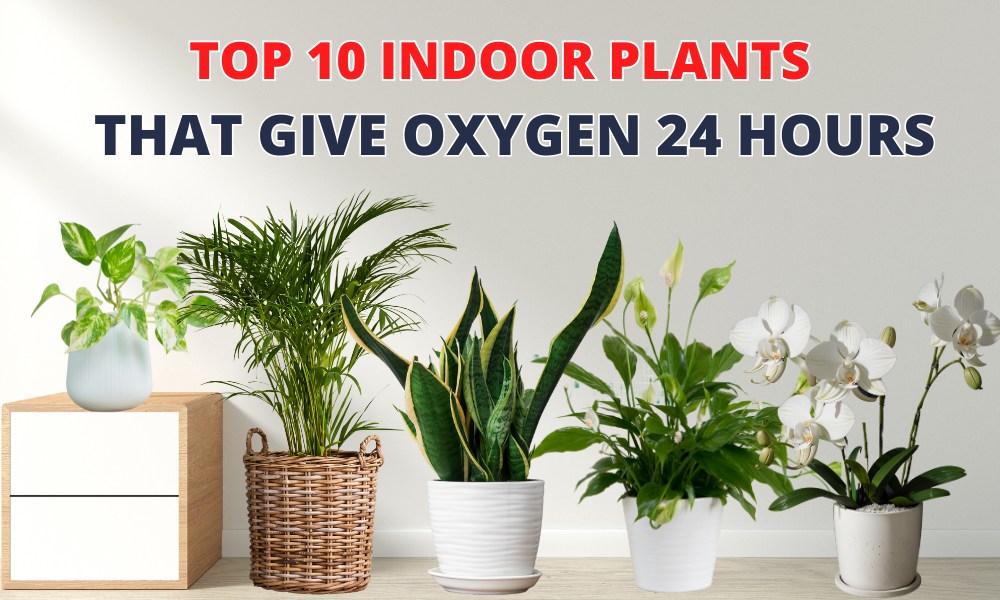 The Best Indoor Plants For Oxygen at Christopher Oates blog