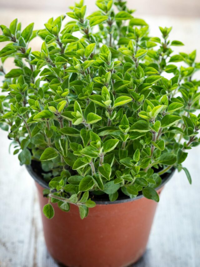 A Beginner's Guide on How to Grow Oregano Herb at Home!