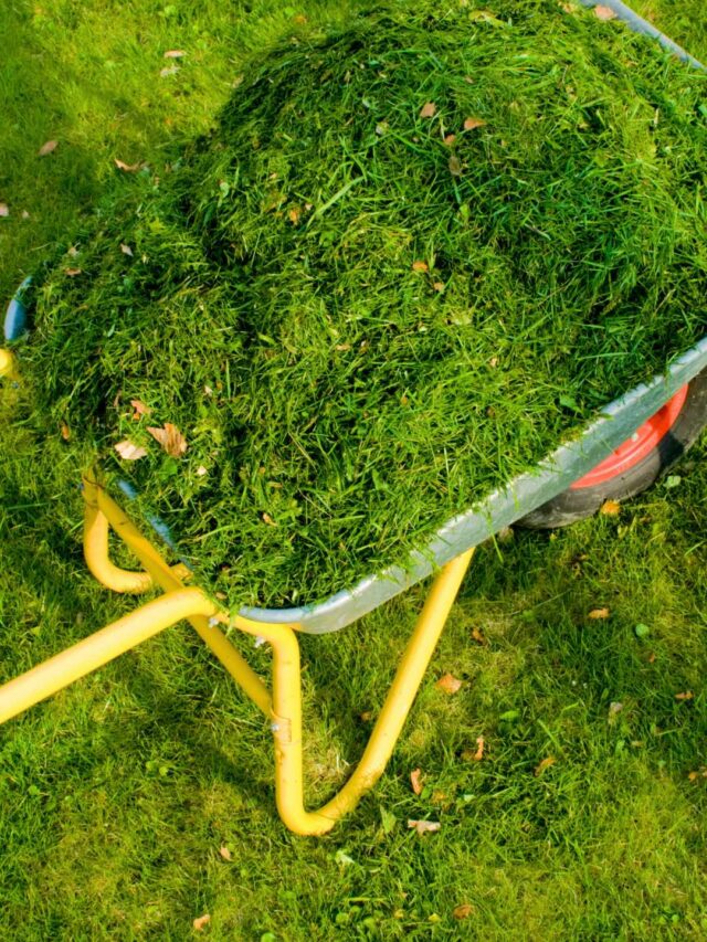 7 Clever Ways To Repurpose Grass Clippings In Your Garden ...