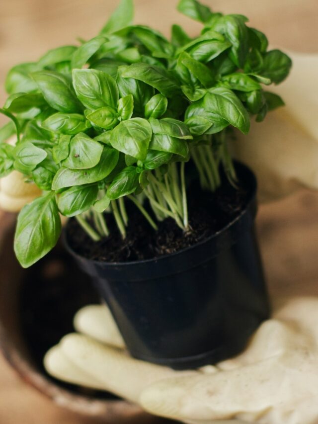How To Repot Basil (Tulsi) for Healthier Growth!