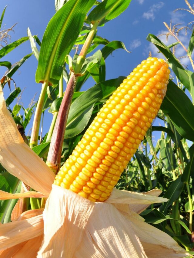 How To Grow Sweet Corn In Home Gardens? Organicbazar Blog