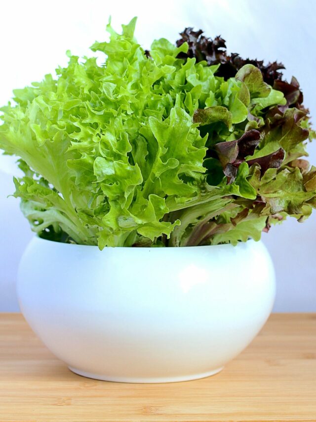 Planting Crunchy Greens A Guide to Growing Lettuce at Home!