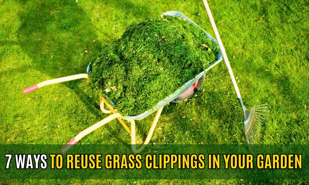 7 Ways to Reuse Grass Clippings in Your Garden