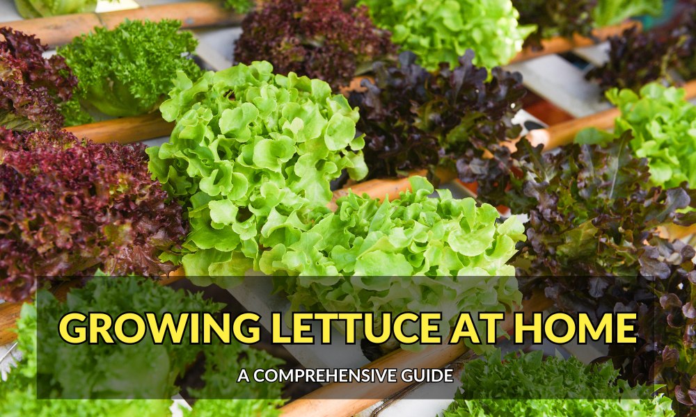 How to Grow Lettuce at Home A Comprehensive Guide Organicbazar Blog