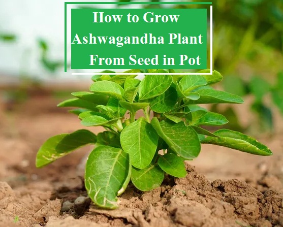 How To Grow Ashwagandha Plant From Seed In Pot A Complete Guide Organicbazar Blog 0674