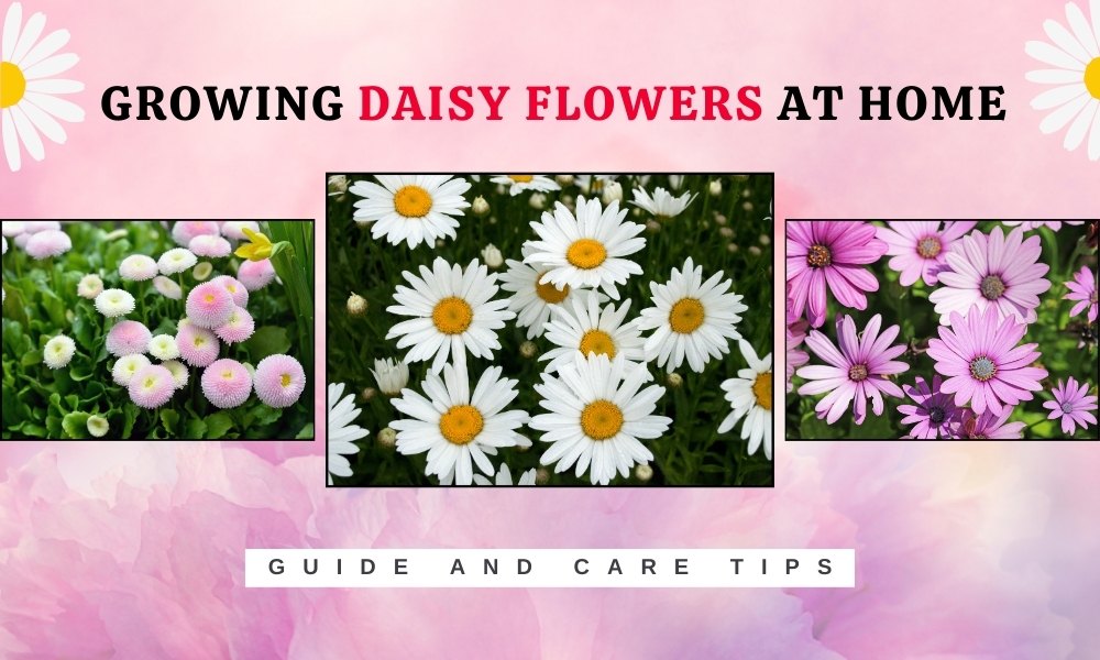 How To Grow Daisy Flowers At Home Organicbazar