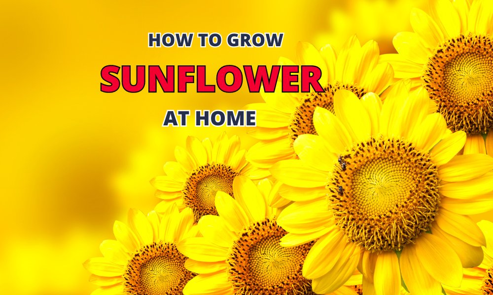 How To Grow And Care For Sunflowers At Home Organicbazar