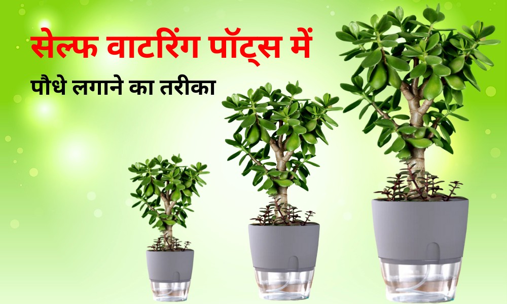 सेल्फ वाटरिंग प्लांटर्स क्या होते हैं, इनमें पौधे कैसे लगाएं Using Of