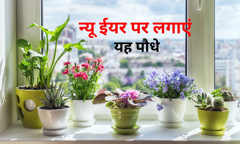 नए साल पर लगाएं ये पौधे और बनाएं घर को खूबसूरत Plants That Grow In