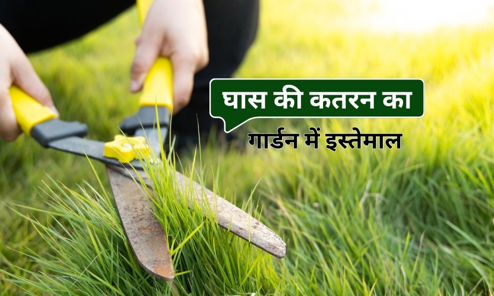 जानें घास की कतरन का गार्डन में कैसे करें उपयोग How To Reuse Grass
