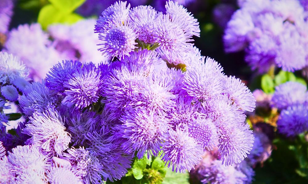 How To Grow Ageratum Flower At Home Organicbazar