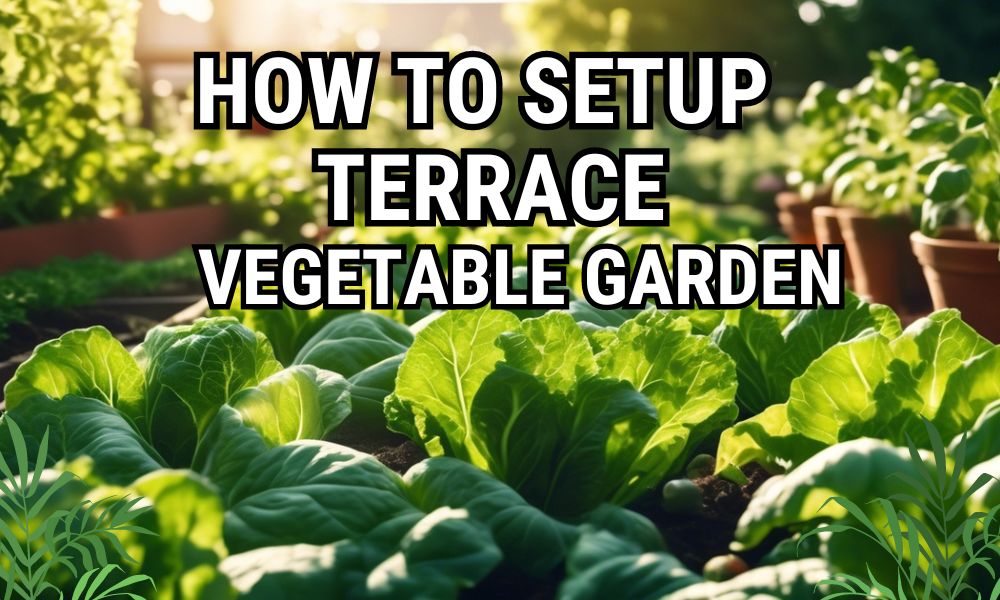 How to Make a Terrace Vegetable Garden A StepbyStep Guide