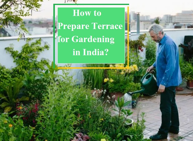 Prepare Your Terrace for Gardening in India: A Step-by-Step Guide