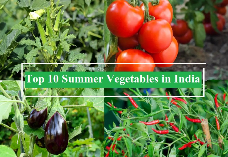 top-10-summer-vegetables-in-india-organicbazar