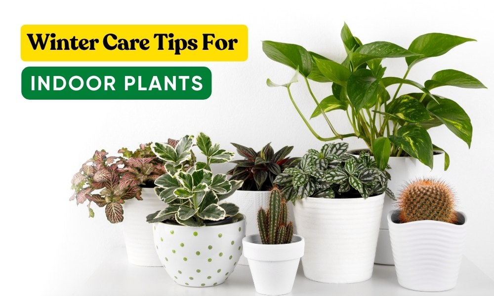 Winter Care Tips For Indoor Plants Organicbazar