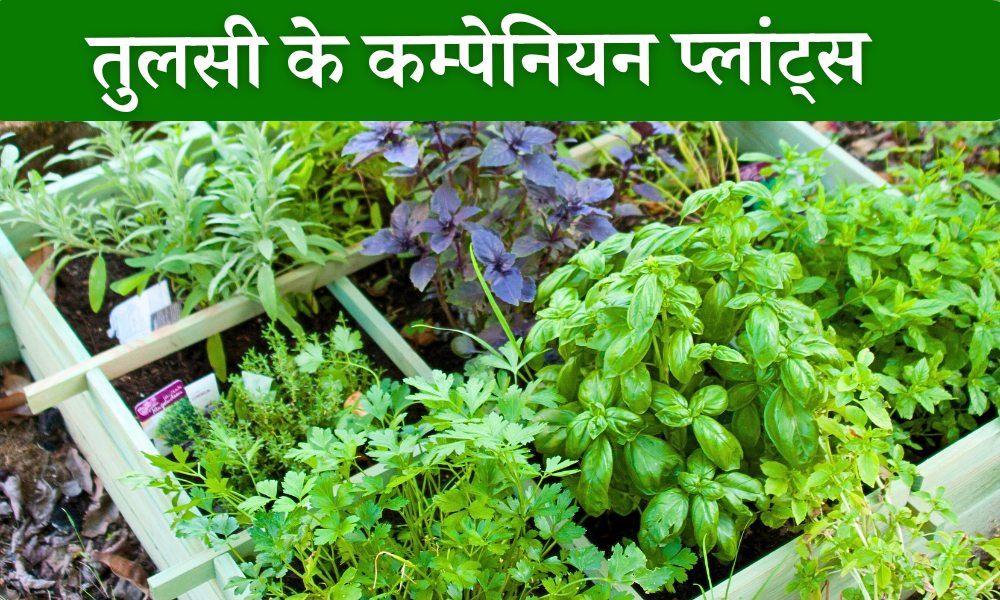 जानिए तुलसी के साथ कौन से पौधे लगाने चाहिए और कौन से नहीं Basil