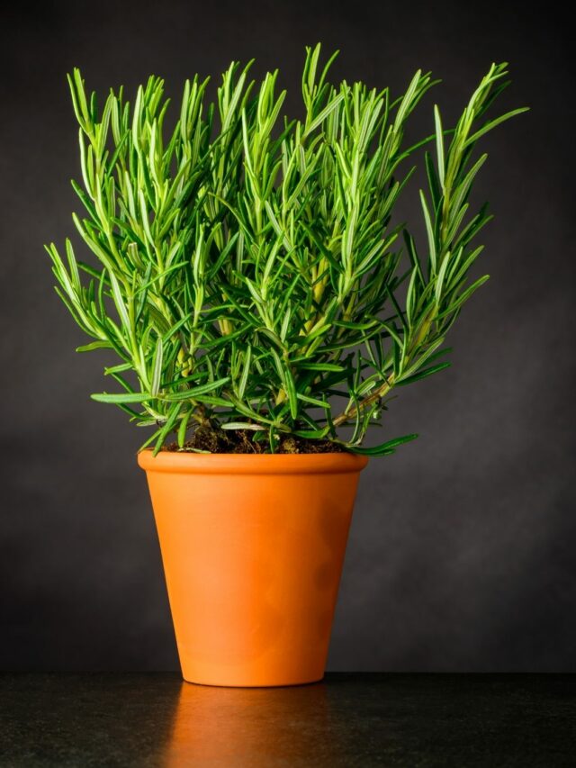 Quick Guide To Growing And Caring For Rosemary Plants! Organicbazar Blog