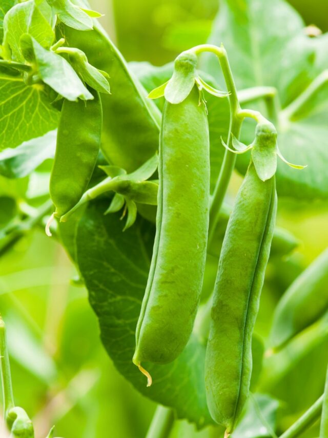 How To Care For Peas Plant Quick Tips! Organicbazar Blog