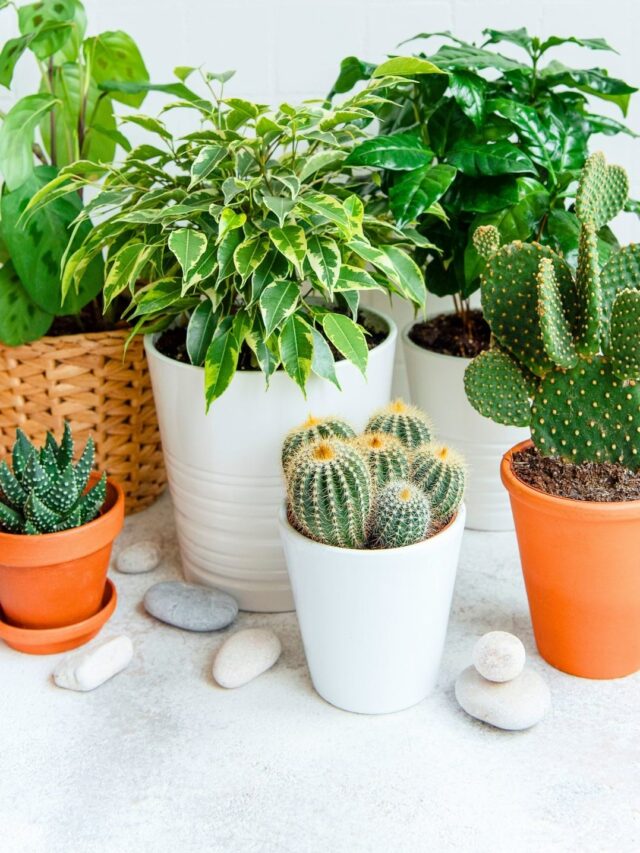 Best Tips To Care for Houseplants In The Winter! Organicbazar Blog