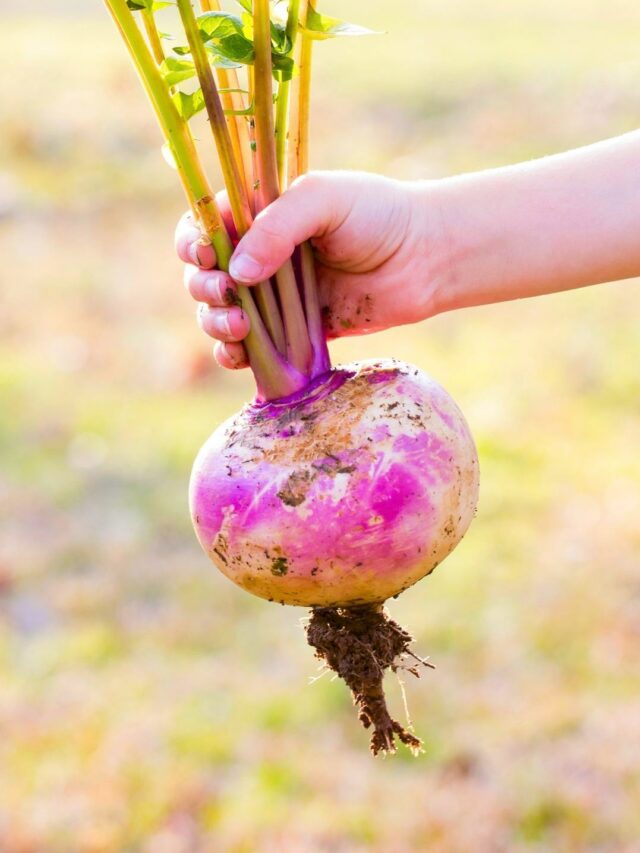 StepbyStep Guide To Planting Turnips From Seeds! Organicbazar Blog