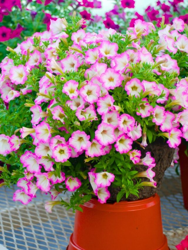 How To Grow Petunia Flowers at Home From Seeds? Organicbazar Blog