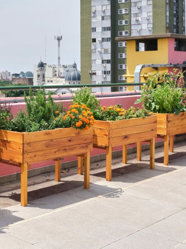 Amazing Tips for Successful Terrace Gardening! - Organicbazar Blog