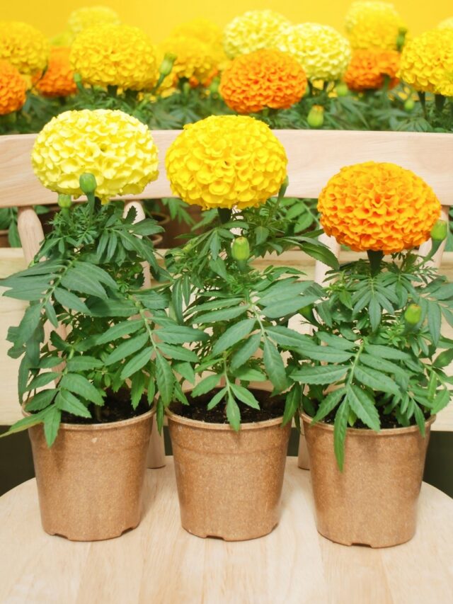 How To Grow Marigold Flowers (Genda Phool) At Home?