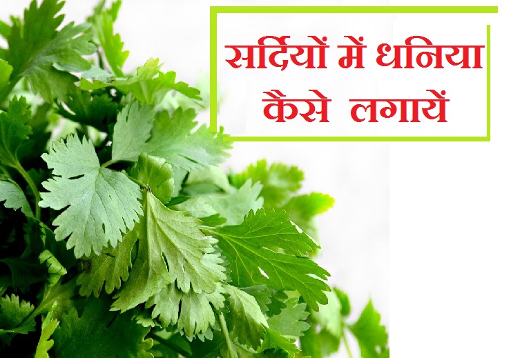 सर्दियों में धनिया कैसे उगाएं How To Plant Coriander In Winter Season