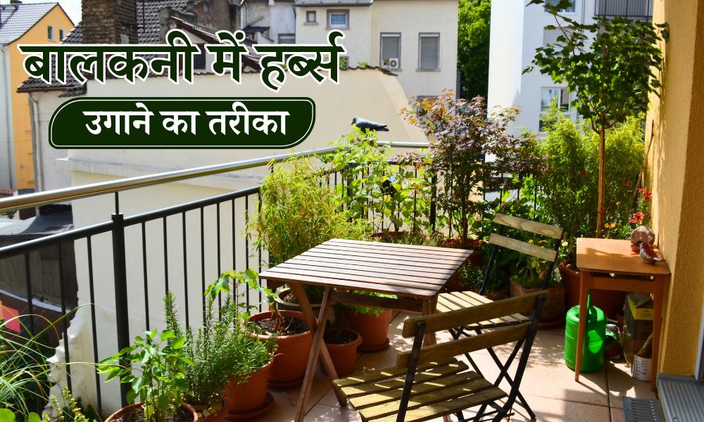 घर की बालकनी में हर्ब गार्डन कैसे बनाएं - How To Make A Balcony Herb