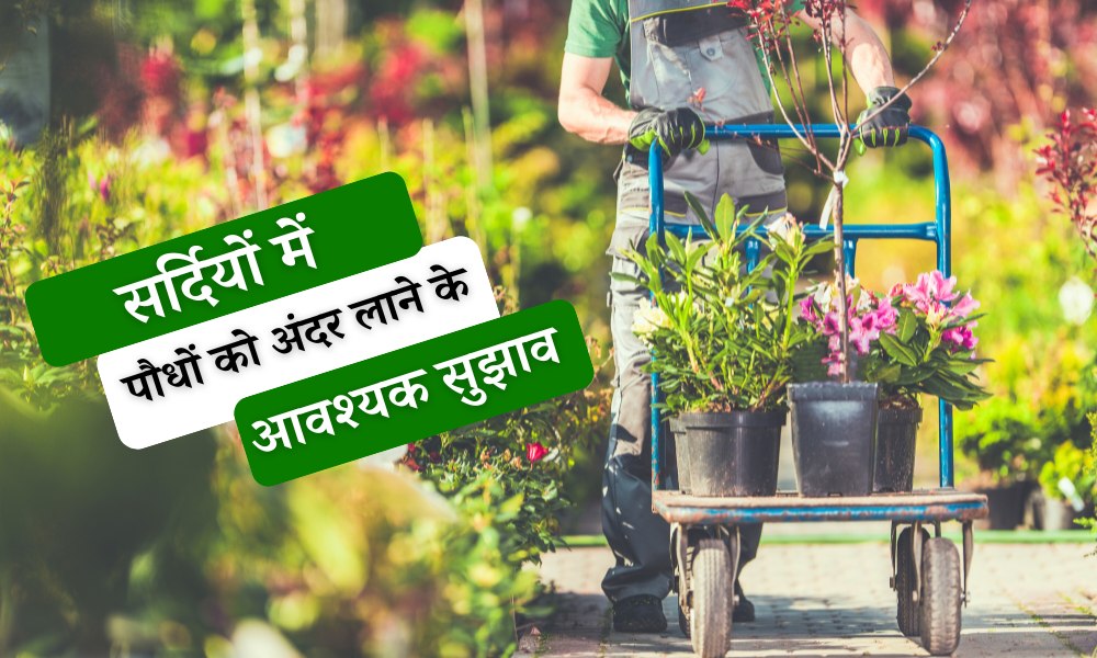 सर्दियों में पौधों को अंदर ले जा रहे है तो अपनाएं ये आवश्यक सुझाव