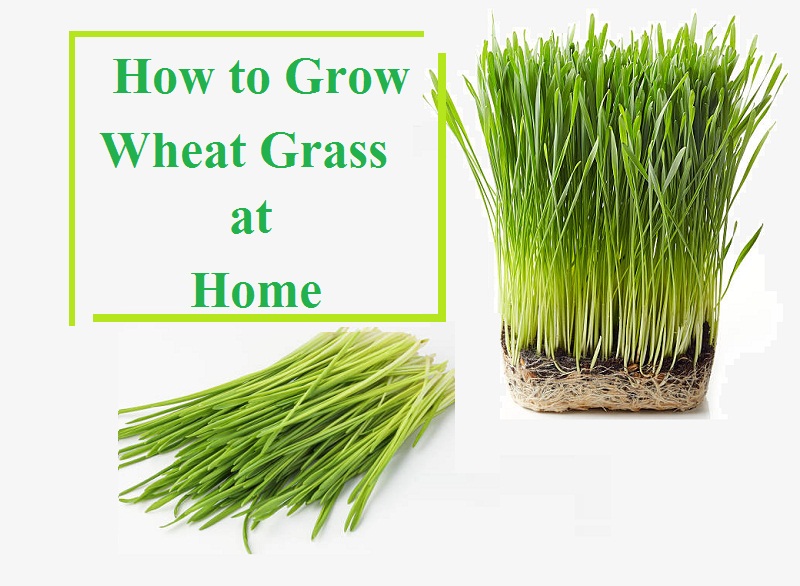 How to Grow Wheat Grass at Home in Pot Organicbazar Blog