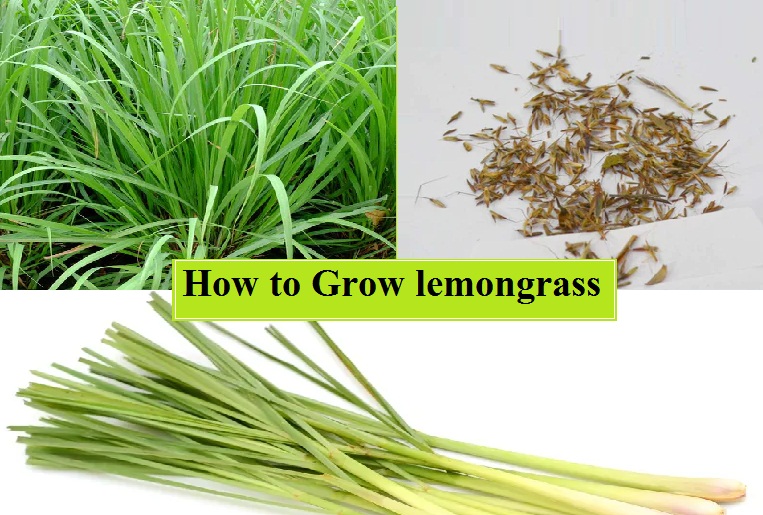 How to Grow lemongrass in Pot at home: step-by-step guide ...