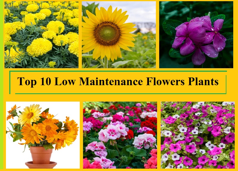 Top 10 Low Maintenance Flowers Plants For Lazy Gardeners Organicbazar
